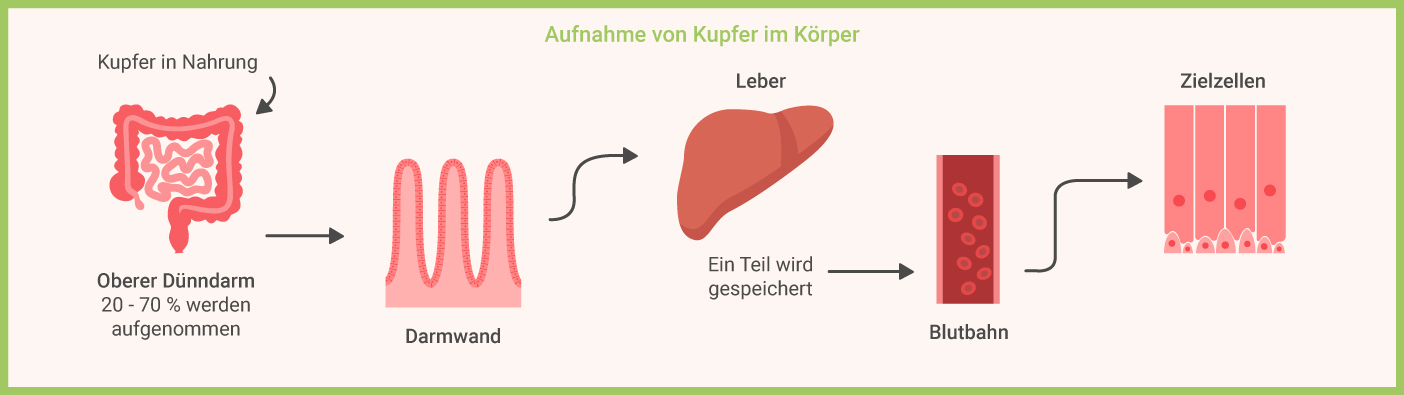 Kupferaufnahme im Körper