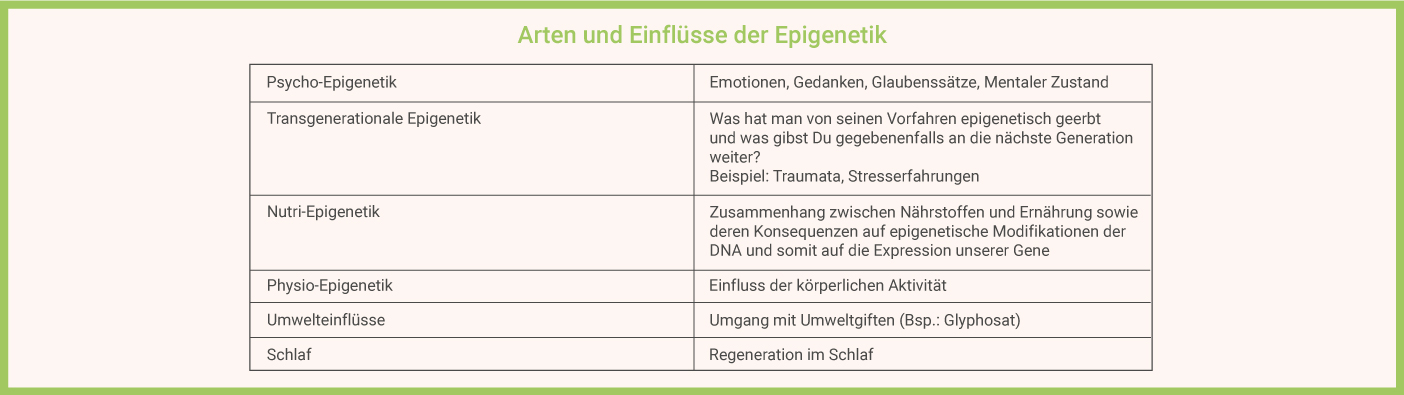 Arten und Einflüsse der Epigenetik 