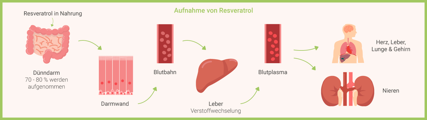 Aufnahme von Resveratrol