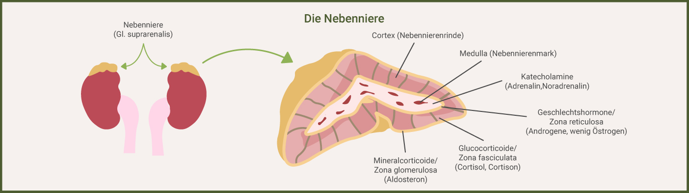 Nebennierenrinde und Hormonbildung