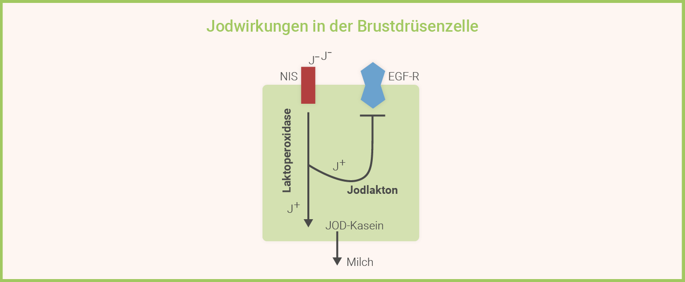 Jodwirkungen in der Brustdrüsenzelle