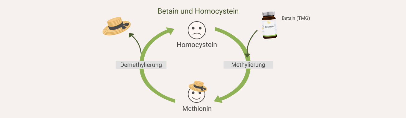 Betain und Homocystein